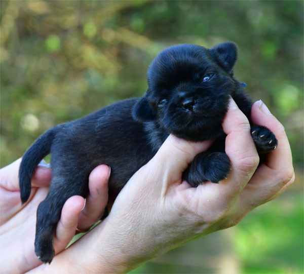 Chiot Epagneul tibetain de dame nature