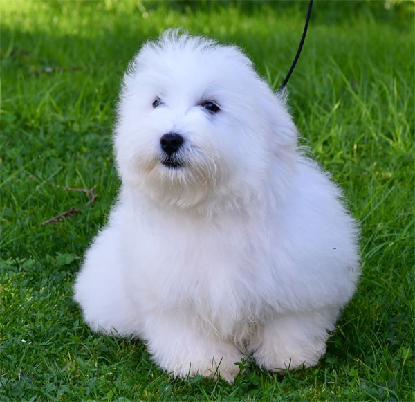 de dame nature - Chiots disponibles - Coton de Tulear