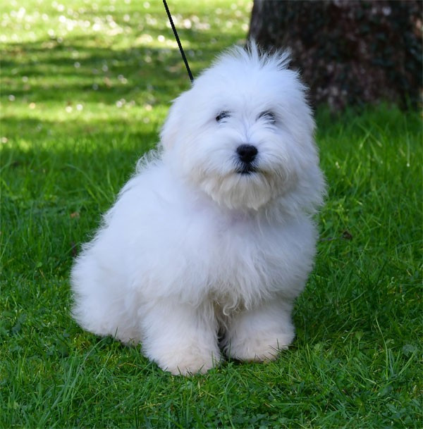 de dame nature - Chiots disponibles - Coton de Tulear