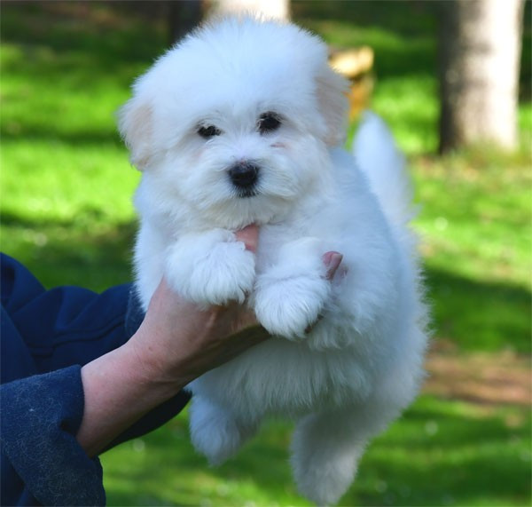 de dame nature - Chiots disponibles - Coton de Tulear