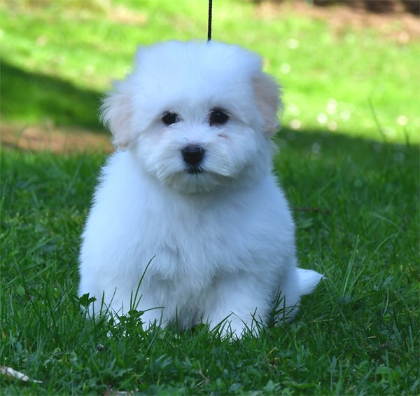 de dame nature - Coton de Tulear - Portée née le 21/12/2025