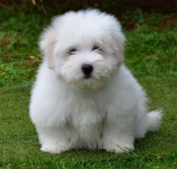 de dame nature - Chiots disponibles - Coton de Tulear