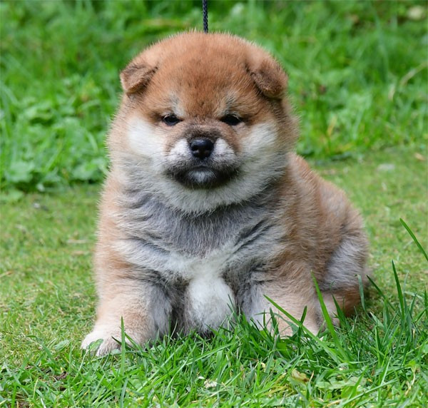 Chiot Shiba de dame nature
