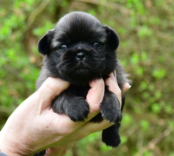 de dame nature - Chiots disponibles - Epagneul tibetain