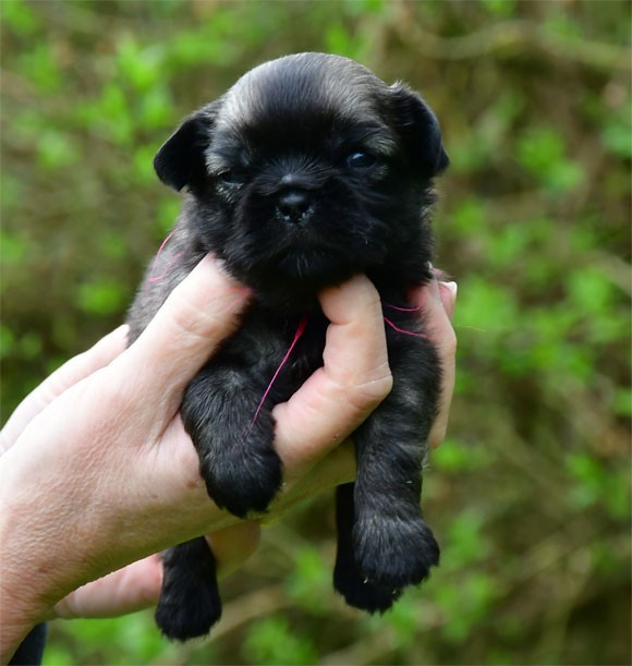 de dame nature - Chiots disponibles - Epagneul tibetain