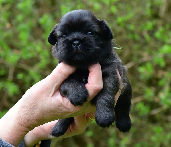 de dame nature - Chiots disponibles - Epagneul tibetain