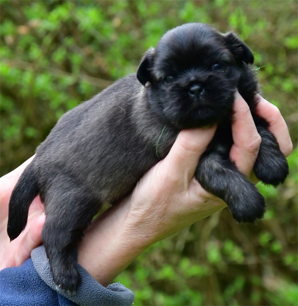 de dame nature - Epagneul tibetain - Portée née le 15/02/2026