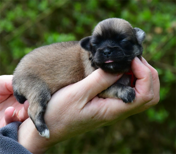 de dame nature - Epagneul tibetain - Portée née le 25/02/2026