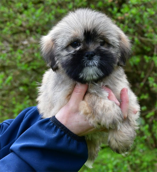 de dame nature - Chiots disponibles - Lhassa Apso