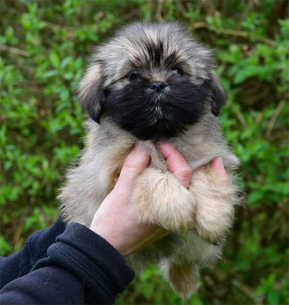 de dame nature - Chiots disponibles - Lhassa Apso