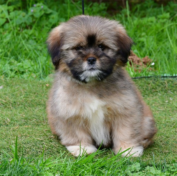 de dame nature - Lhassa Apso - Portée née le 21/12/2025