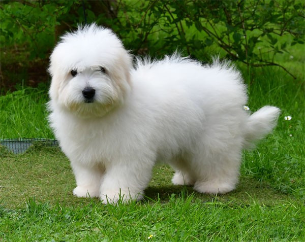 de dame nature - Chiots disponibles - Coton de Tulear