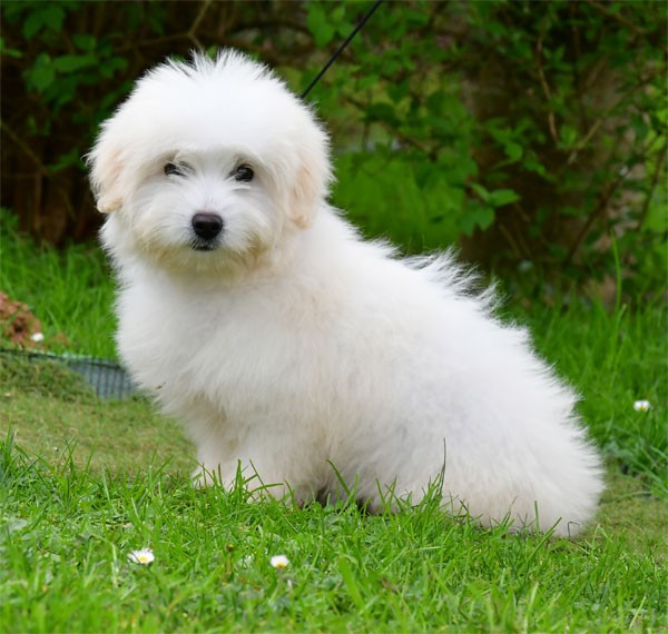 de dame nature - Chiots disponibles - Coton de Tulear