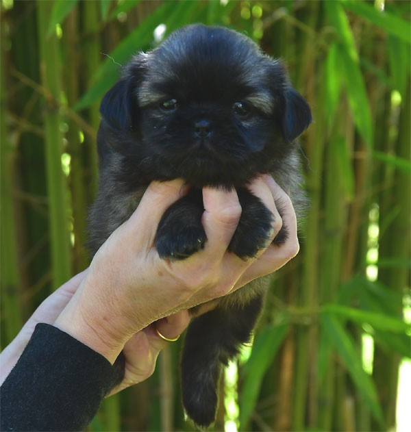de dame nature - Chiots disponibles - Epagneul tibetain