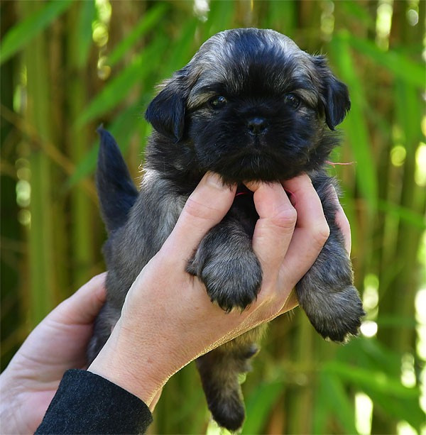 de dame nature - Chiots disponibles - Epagneul tibetain