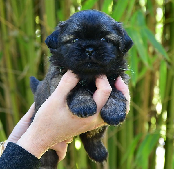 de dame nature - Chiots disponibles - Epagneul tibetain