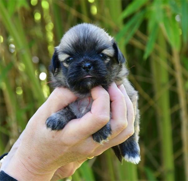 de dame nature - Chiots disponibles - Epagneul tibetain