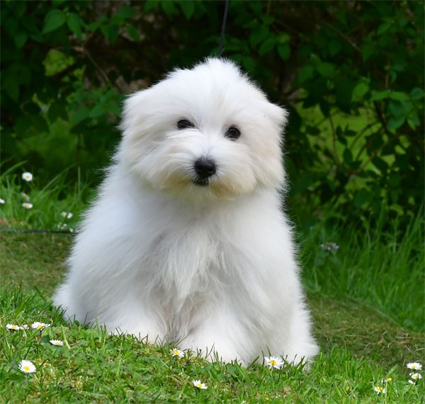 de dame nature - Chiots disponibles - Coton de Tulear