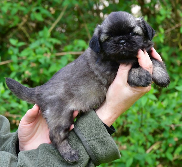 de dame nature - Chiots disponibles - Epagneul tibetain