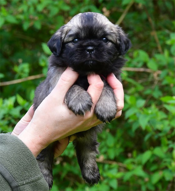 de dame nature - Chiots disponibles - Epagneul tibetain