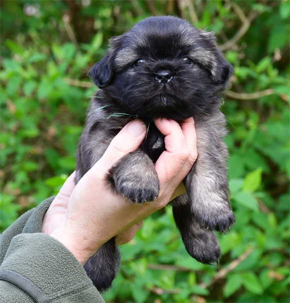 de dame nature - Chiots disponibles - Epagneul tibetain