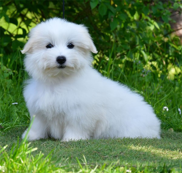 de dame nature - Chiots disponibles - Coton de Tulear