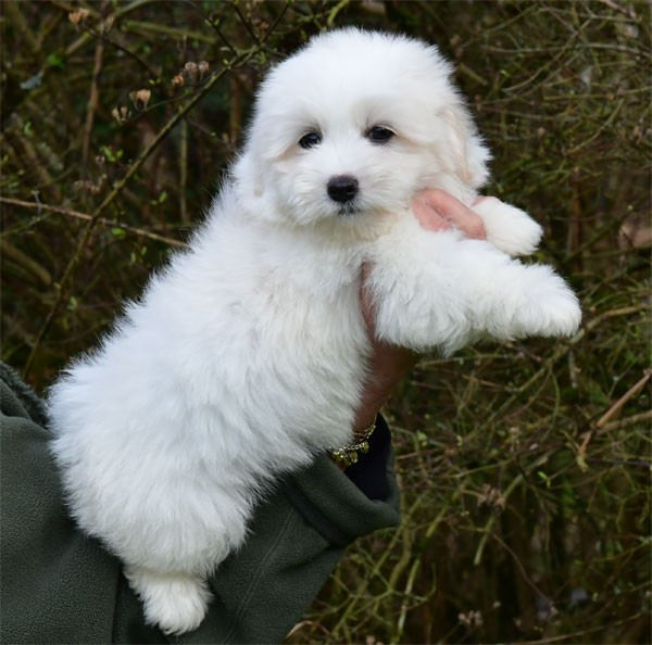 de dame nature - Chiots disponibles - Coton de Tulear