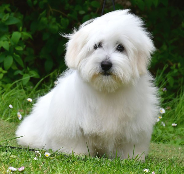 de dame nature - Chiots disponibles - Coton de Tulear