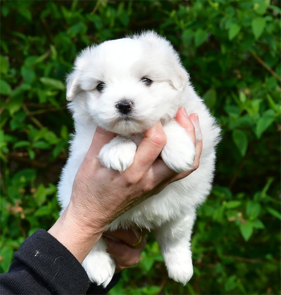 de dame nature - Chiots disponibles - Coton de Tulear