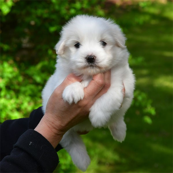de dame nature - Chiots disponibles - Coton de Tulear