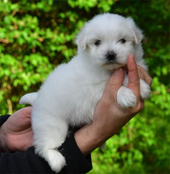 de dame nature - Chiots disponibles - Coton de Tulear