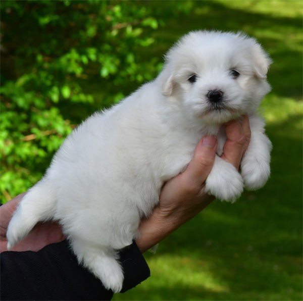 Chiot Coton de Tulear de dame nature