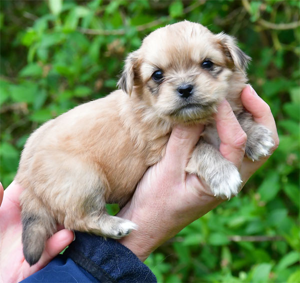 de dame nature - Epagneul tibetain - Portée née le 25/02/2026