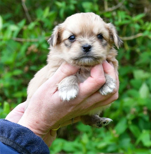 de dame nature - Chiots disponibles - Epagneul tibetain