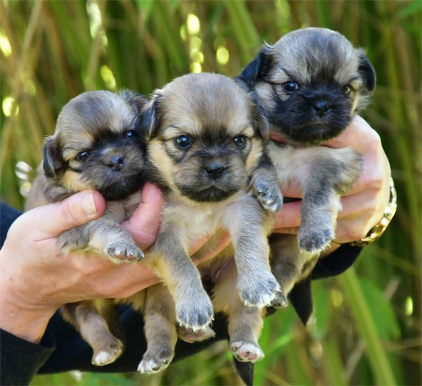 de dame nature - Chiots disponibles - Epagneul tibetain