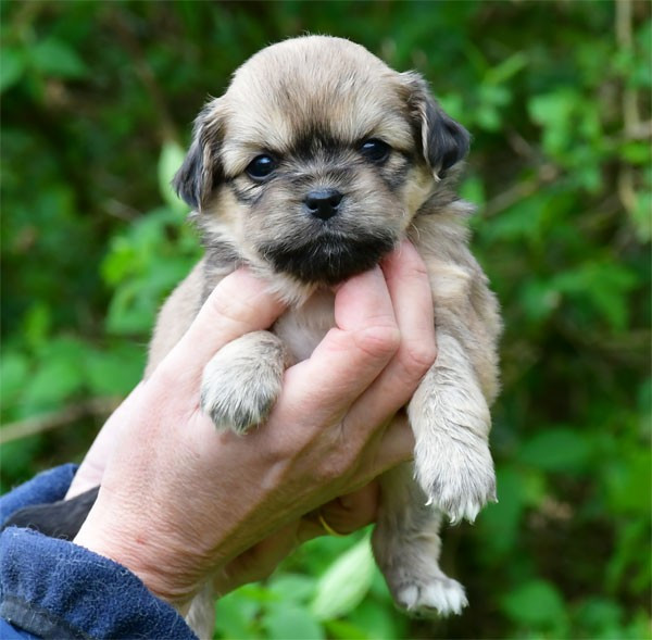 de dame nature - Chiots disponibles - Epagneul tibetain