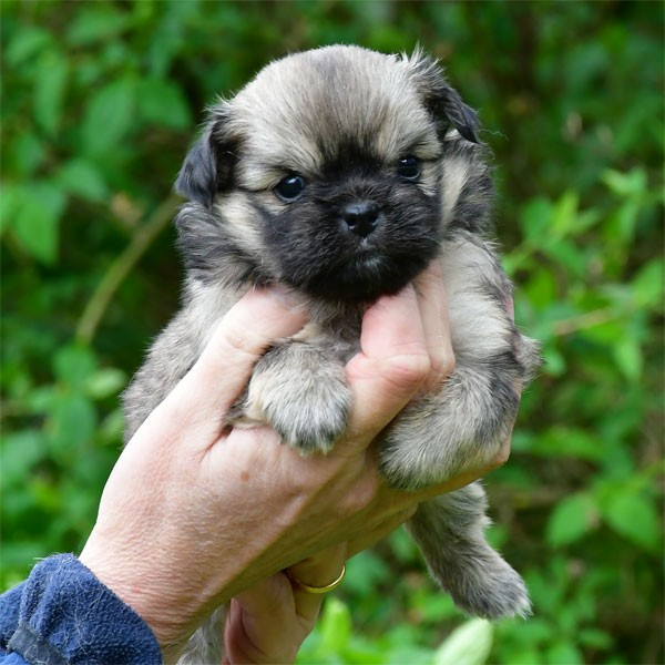 de dame nature - Chiots disponibles - Epagneul tibetain