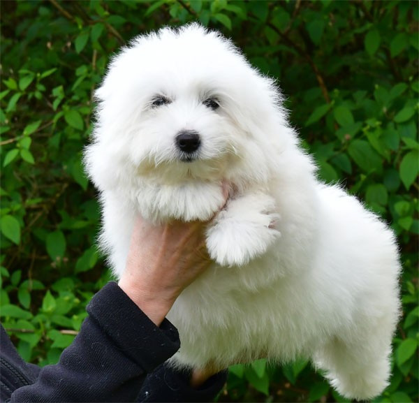 de dame nature - Chiots disponibles - Coton de Tulear
