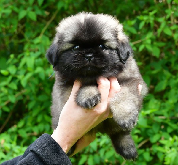 de dame nature - Chiots disponibles - Epagneul tibetain