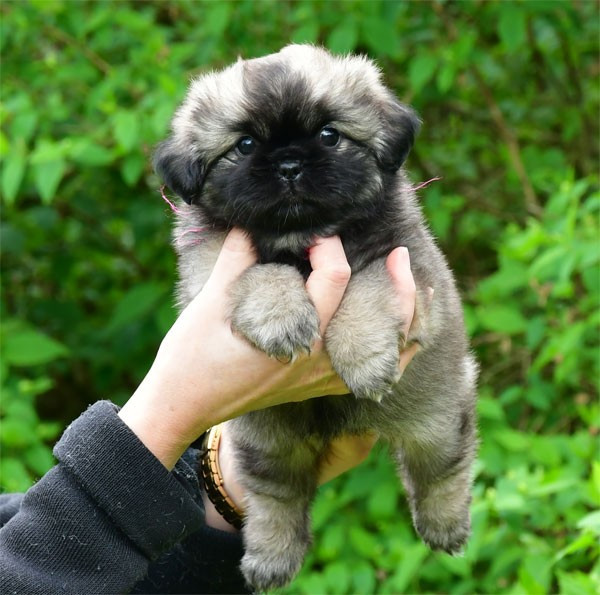 de dame nature - Chiots disponibles - Epagneul tibetain