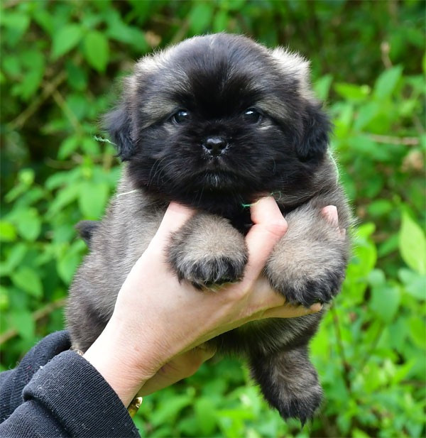 de dame nature - Chiots disponibles - Epagneul tibetain