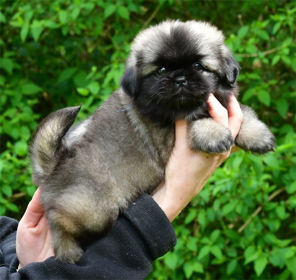 de dame nature - Epagneul tibetain - Portée née le 15/02/2026