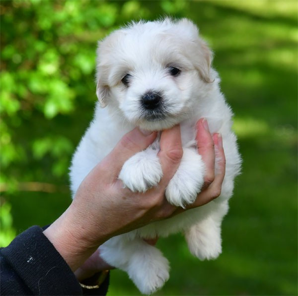 de dame nature - Chiots disponibles - Coton de Tulear