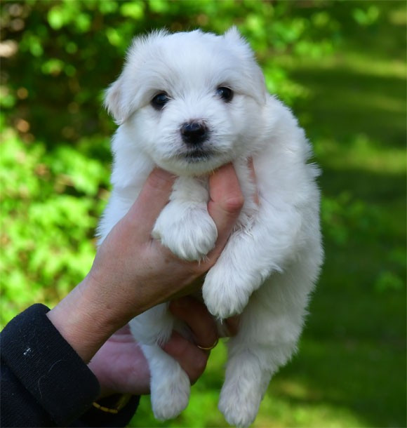 de dame nature - Chiots disponibles - Coton de Tulear
