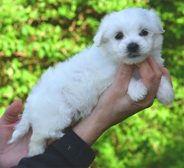 de dame nature - Chiots disponibles - Coton de Tulear