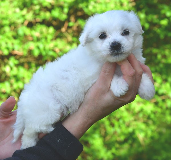 de dame nature - Chiots disponibles - Coton de Tulear