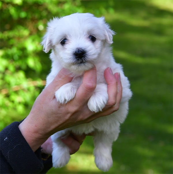 de dame nature - Chiots disponibles - Coton de Tulear