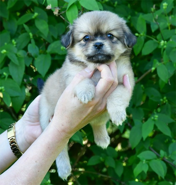 de dame nature - Chiots disponibles - Epagneul tibetain