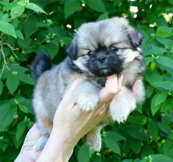 de dame nature - Chiots disponibles - Epagneul tibetain