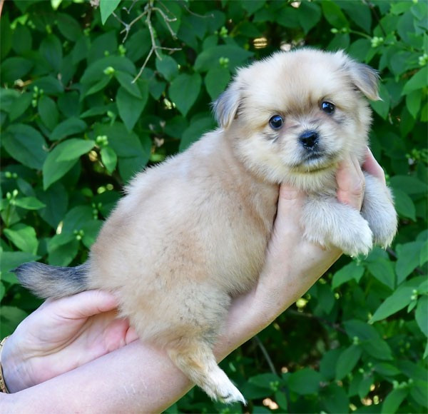 de dame nature - Chiots disponibles - Epagneul tibetain